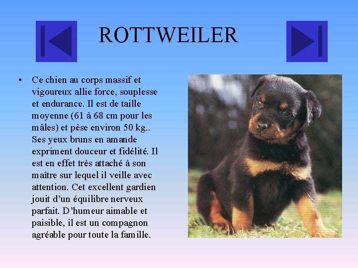 ROTTWEILER • Ce chien au corps massif et vigoureux allie force, souplesse et endurance.