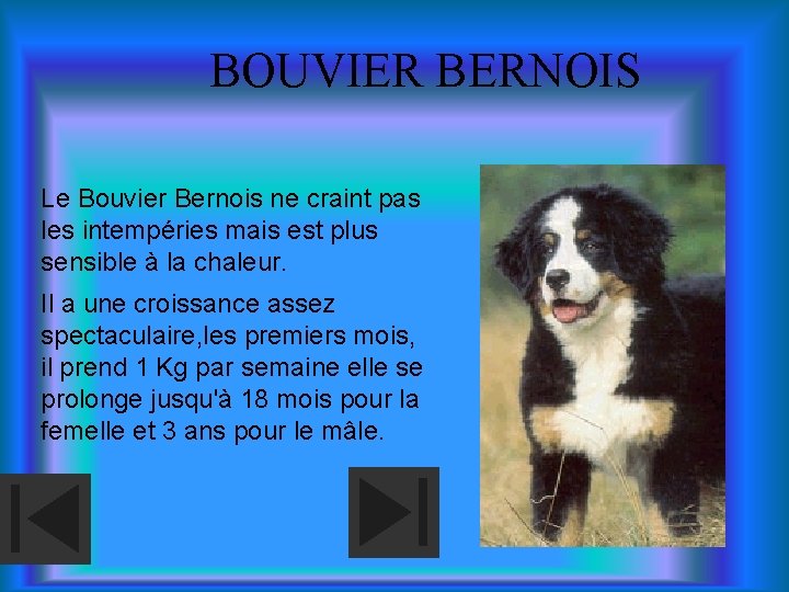 BOUVIER BERNOIS Le Bouvier Bernois ne craint pas les intempéries mais est plus sensible