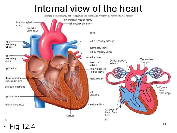 Internal view of the heart • Fig 12. 4 11 