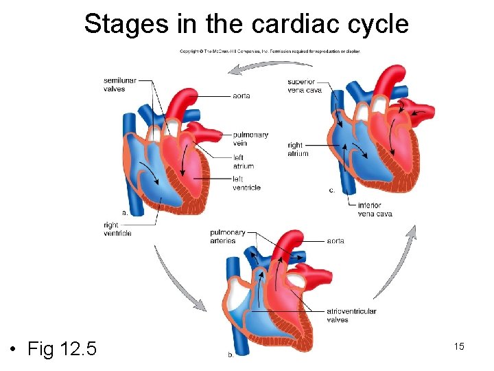 Stages in the cardiac cycle • Fig 12. 5 15 