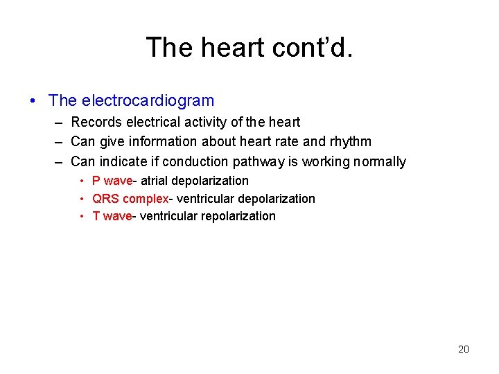 The heart cont’d. • The electrocardiogram – Records electrical activity of the heart –