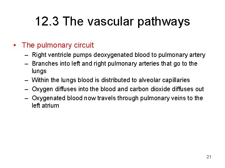 12. 3 The vascular pathways • The pulmonary circuit – Right ventricle pumps deoxygenated