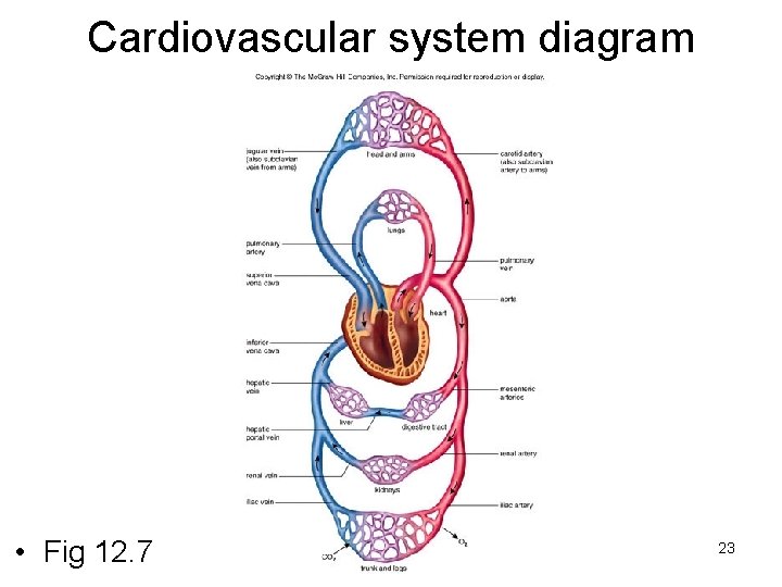 Cardiovascular system diagram • Fig 12. 7 23 