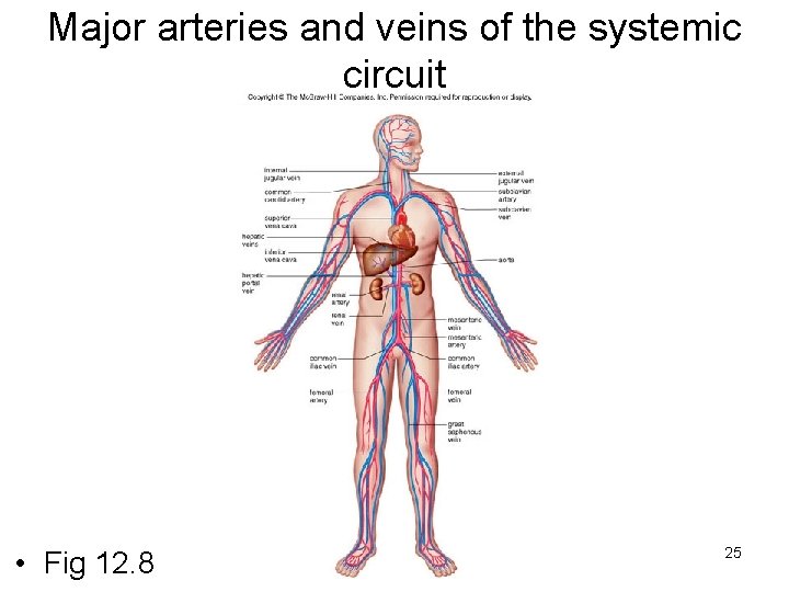 Major arteries and veins of the systemic circuit • Fig 12. 8 25 