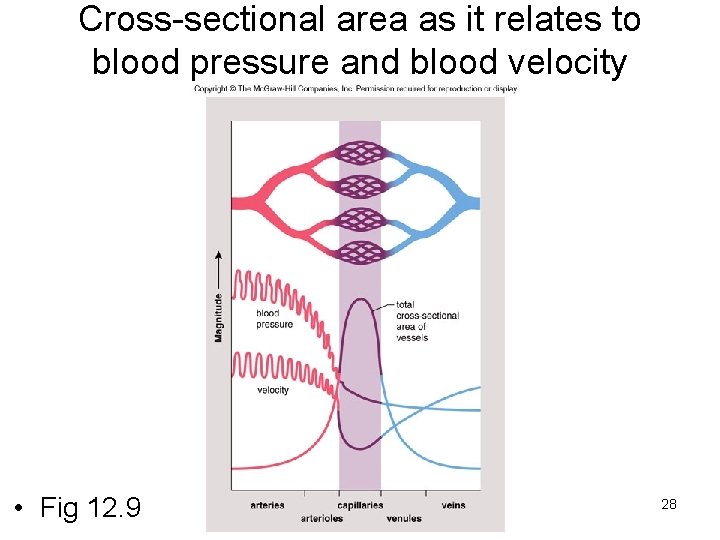 Cross-sectional area as it relates to blood pressure and blood velocity • Fig 12.