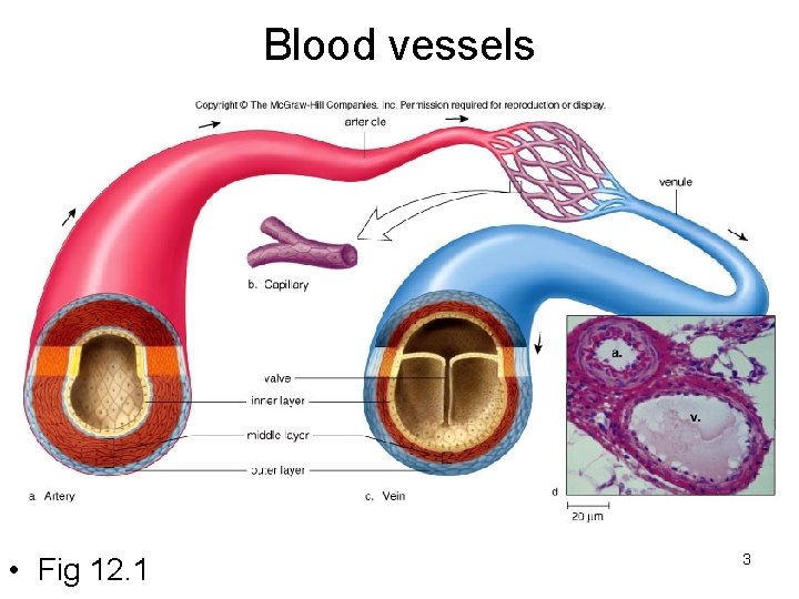 Blood vessels • Fig 12. 1 3 