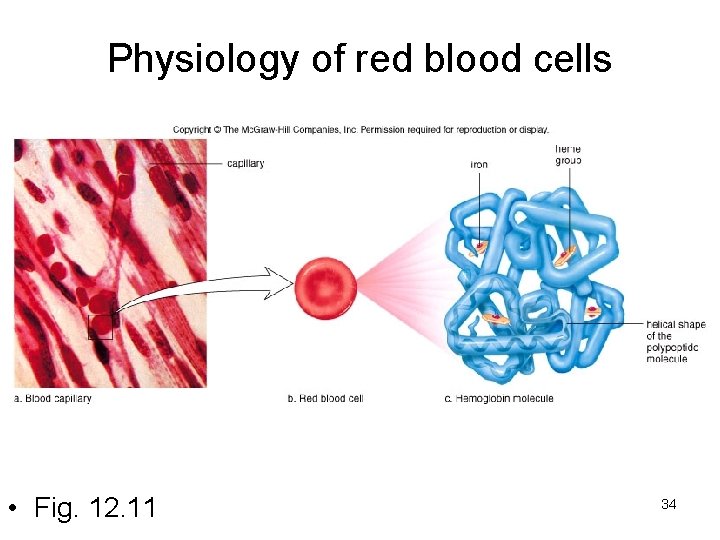 Physiology of red blood cells • Fig. 12. 11 34 