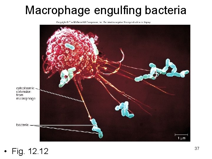 Macrophage engulfing bacteria • Fig. 12 37 