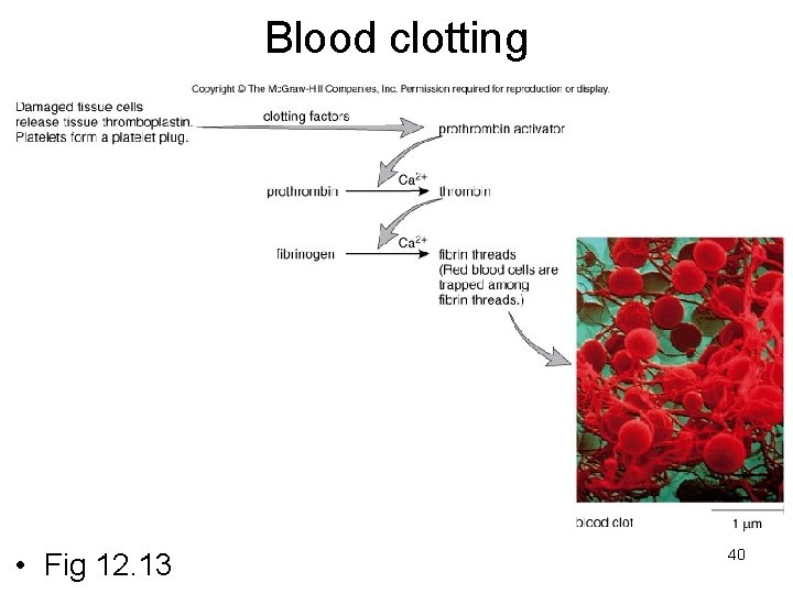 Blood clotting • Fig 12. 13 40 