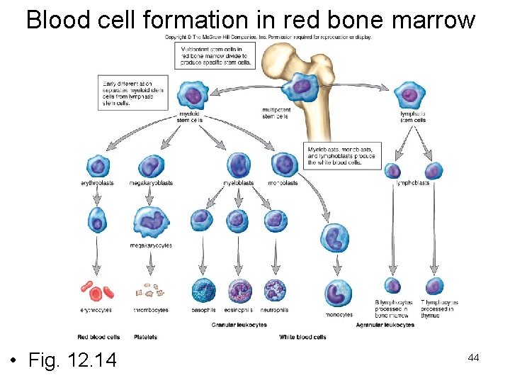 Blood cell formation in red bone marrow • Fig. 12. 14 44 