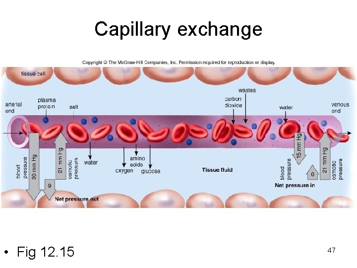 Capillary exchange • Fig 12. 15 47 