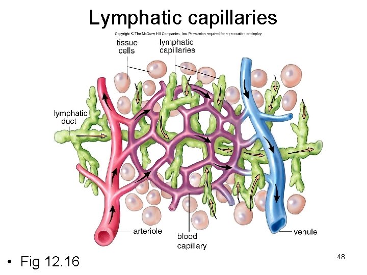 Lymphatic capillaries • Fig 12. 16 48 