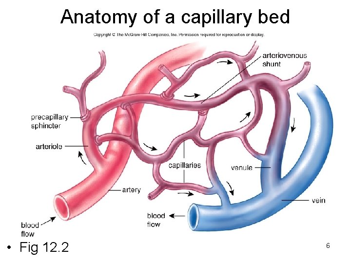 Anatomy of a capillary bed • Fig 12. 2 6 