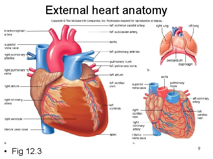 External heart anatomy • Fig 12. 3 9 