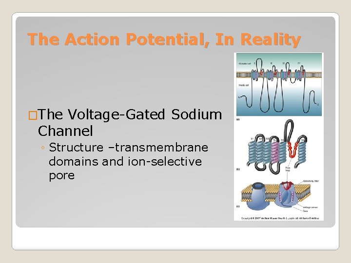 The Action Potential, In Reality �The Voltage-Gated Sodium Channel ◦ Structure –transmembrane domains and
