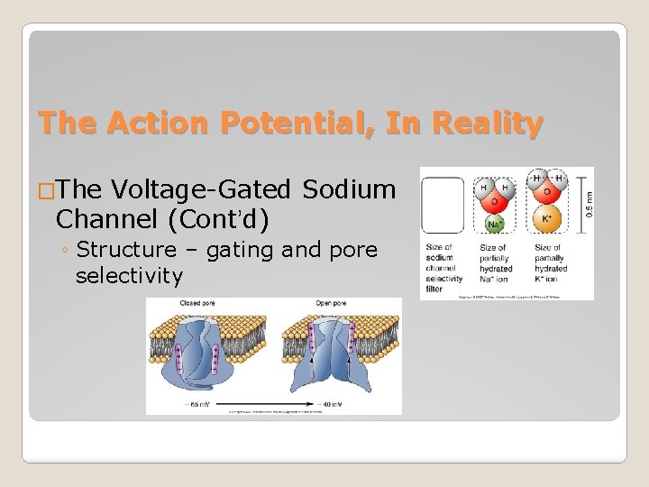 The Action Potential, In Reality �The Voltage-Gated Sodium Channel (Cont’d) ◦ Structure – gating