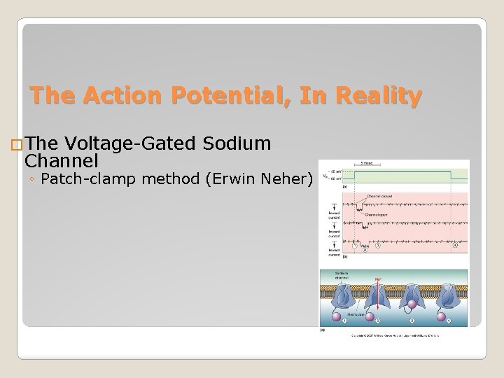 The Action Potential, In Reality �The Voltage-Gated Sodium Channel ◦ Patch-clamp method (Erwin Neher)