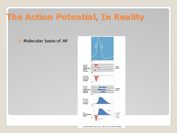The Action Potential, In Reality � Molecular basis of AP 