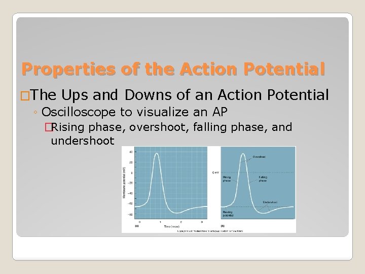 Properties of the Action Potential �The Ups and Downs of an Action Potential ◦
