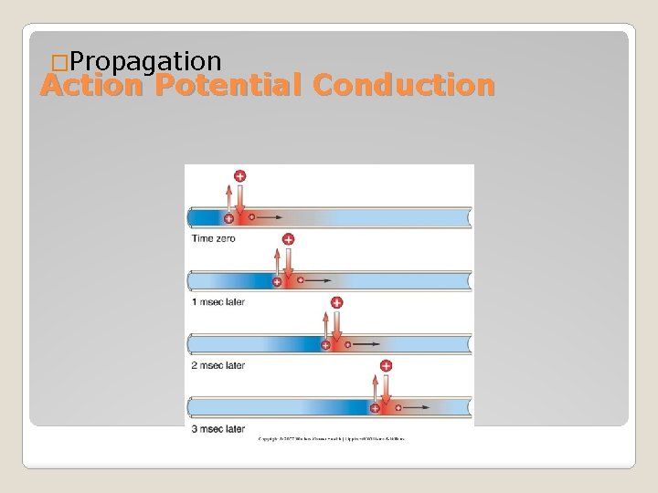 �Propagation Action Potential Conduction 