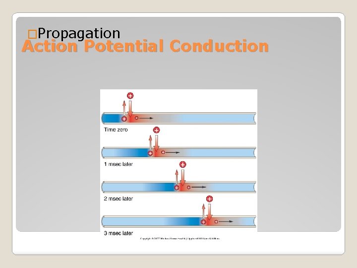 �Propagation Action Potential Conduction 