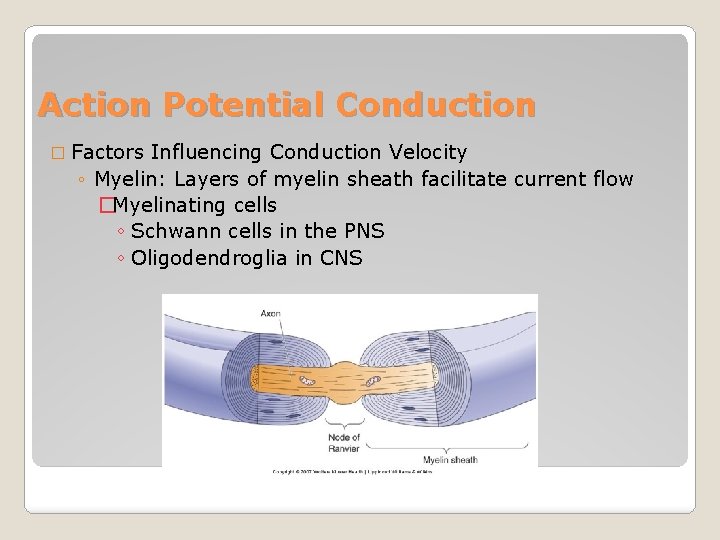 Action Potential Conduction � Factors Influencing Conduction Velocity ◦ Myelin: Layers of myelin sheath