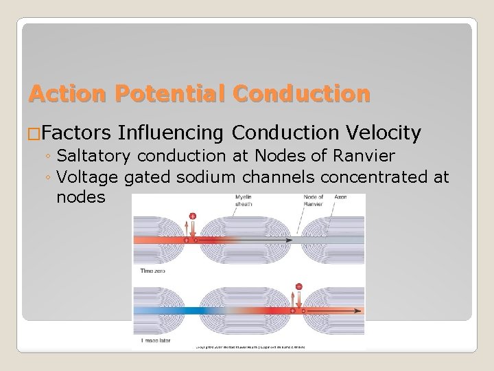 Action Potential Conduction �Factors Influencing Conduction Velocity ◦ Saltatory conduction at Nodes of Ranvier