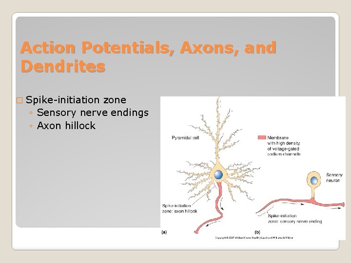 Action Potentials, Axons, and Dendrites � Spike-initiation zone ◦ Sensory nerve endings ◦ Axon