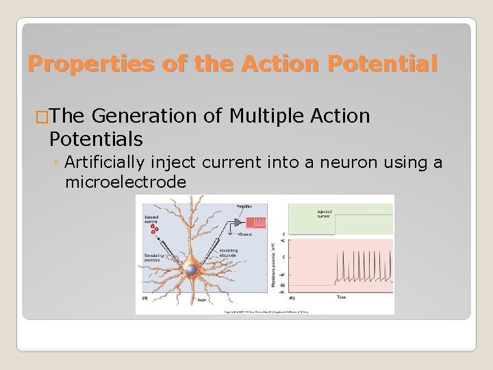 Properties of the Action Potential �The Generation of Multiple Action Potentials ◦ Artificially inject
