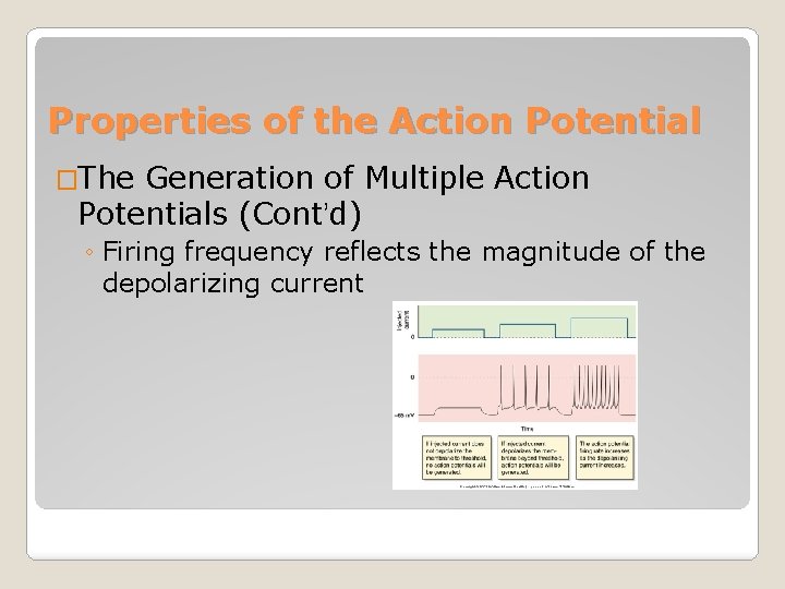 Properties of the Action Potential �The Generation of Multiple Action Potentials (Cont’d) ◦ Firing