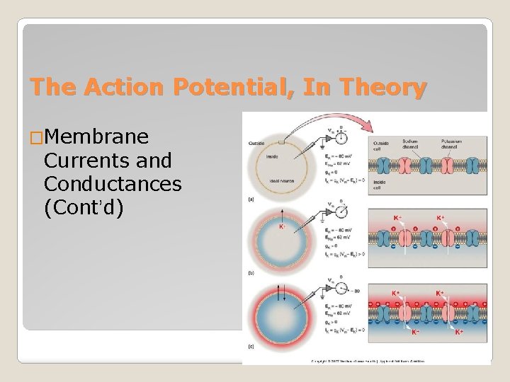 The Action Potential, In Theory �Membrane Currents and Conductances (Cont’d) 