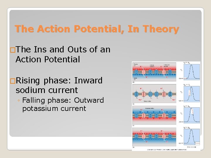 The Action Potential, In Theory �The Ins and Outs of an Action Potential �Rising