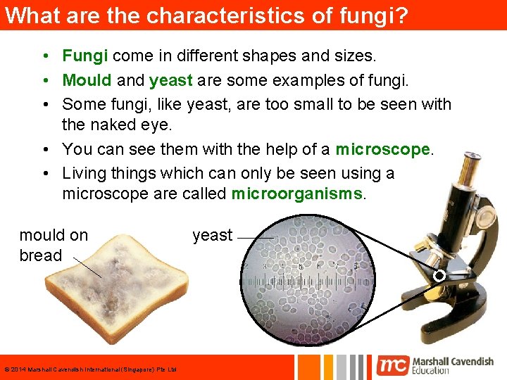 What are the characteristics of fungi? • Fungi come in different shapes and sizes.