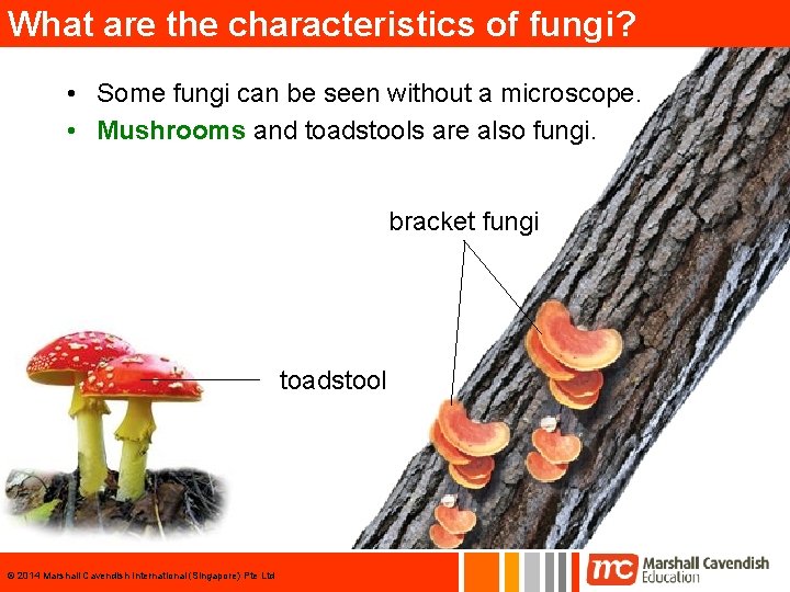 What are the characteristics of fungi? • Some fungi can be seen without a