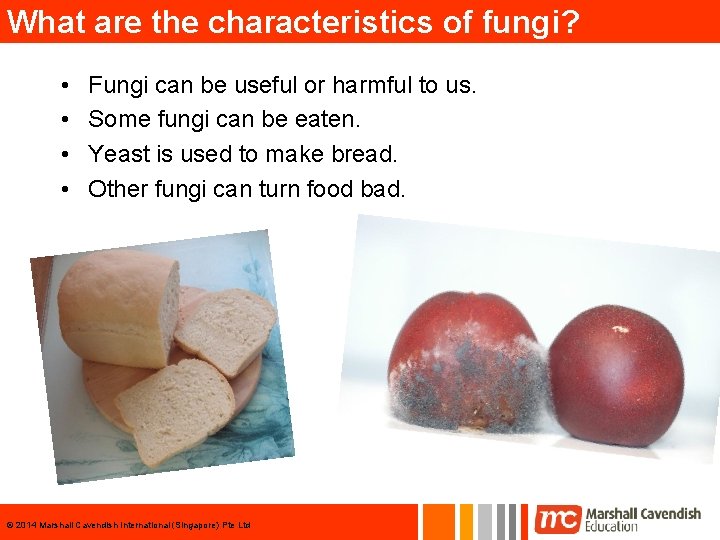 What are the characteristics of fungi? • • Fungi can be useful or harmful