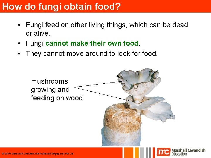 How do fungi obtain food? • Fungi feed on other living things, which can