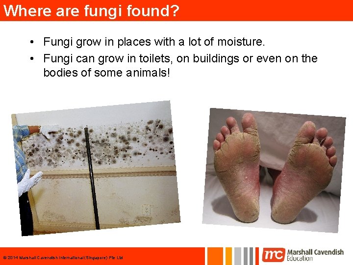 Where are fungi found? • Fungi grow in places with a lot of moisture.