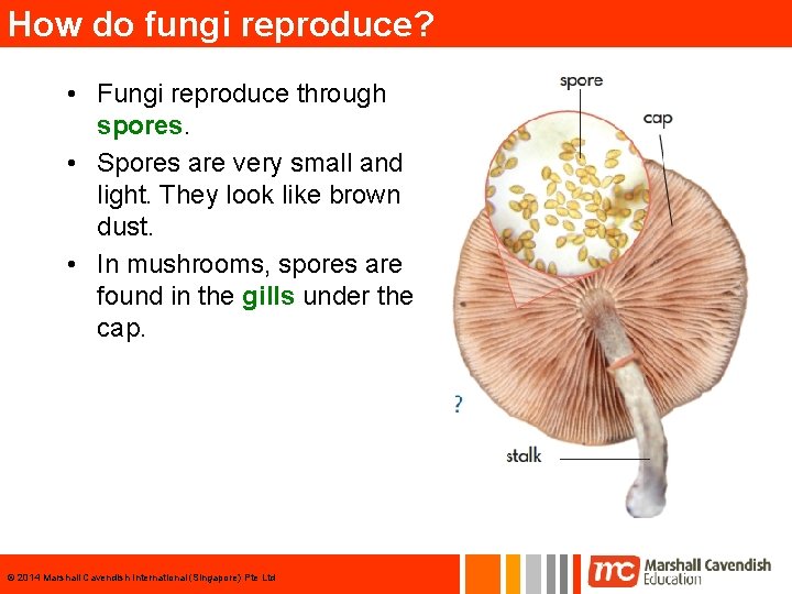 How do fungi reproduce? • Fungi reproduce through spores. • Spores are very small