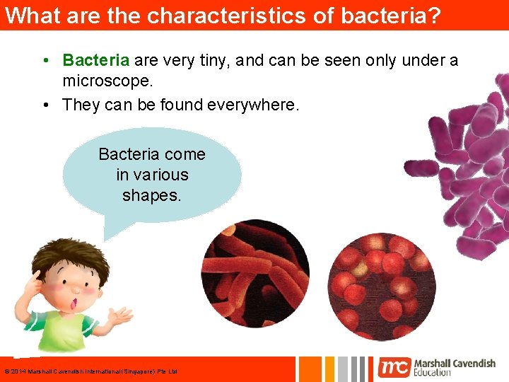 What are the characteristics of bacteria? • Bacteria are very tiny, and can be