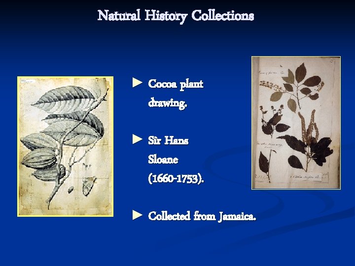 Natural History Collections ► Cocoa plant drawing. ► Sir Hans Sloane (1660 -1753). ►