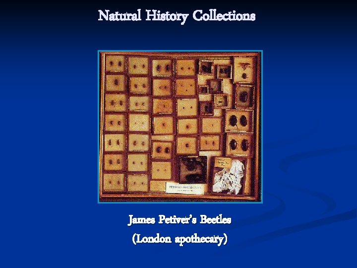 Natural History Collections James Petiver’s Beetles (London apothecary) 