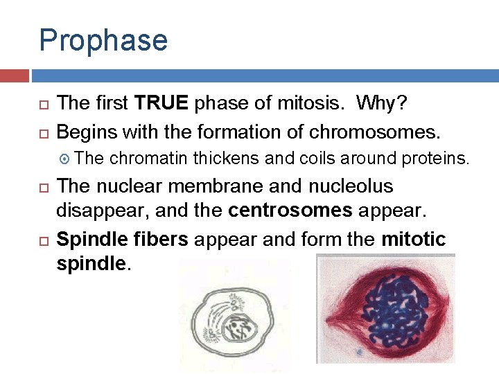 MITOSIS 11915 Mitosis In eukaryotic cells both the