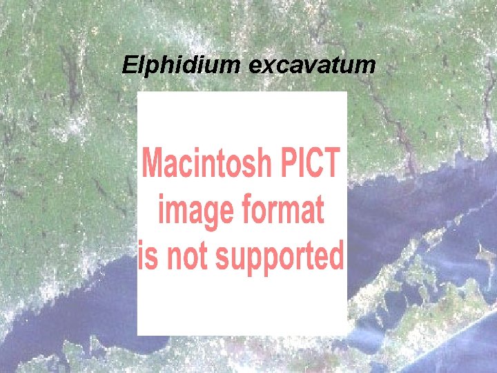 Elphidium excavatum 