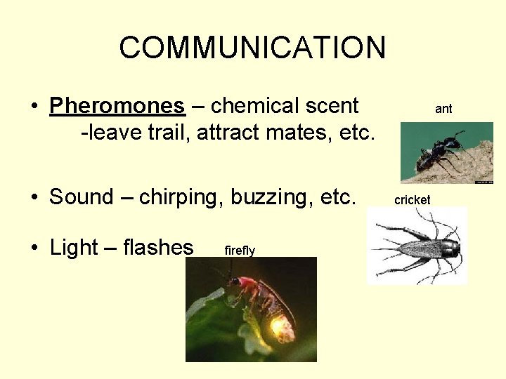 Insects Communication Example Insect Behavior Its the bees knees COMMUNICATION Pheromones