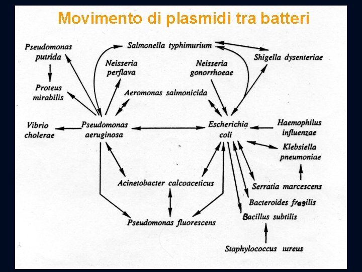 Movimento di plasmidi tra batteri 