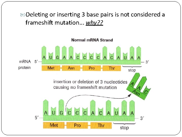  Deleting or inserting 3 base pairs is not considered a frameshift mutation. .