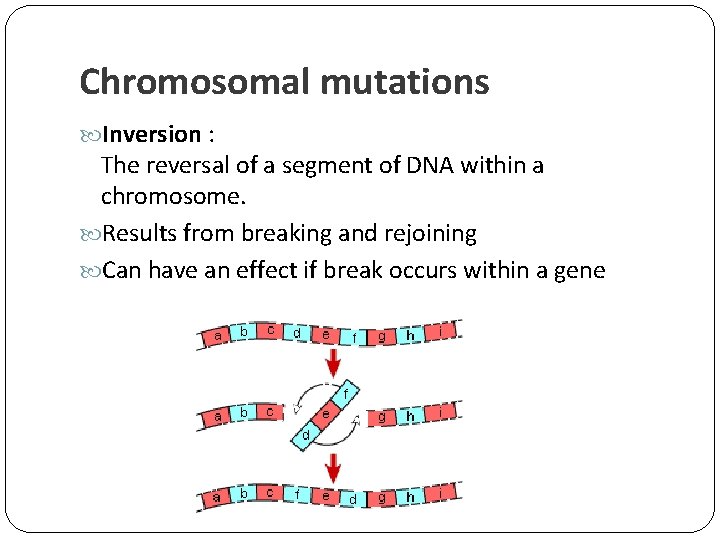 Chromosomal mutations Inversion : The reversal of a segment of DNA within a chromosome.