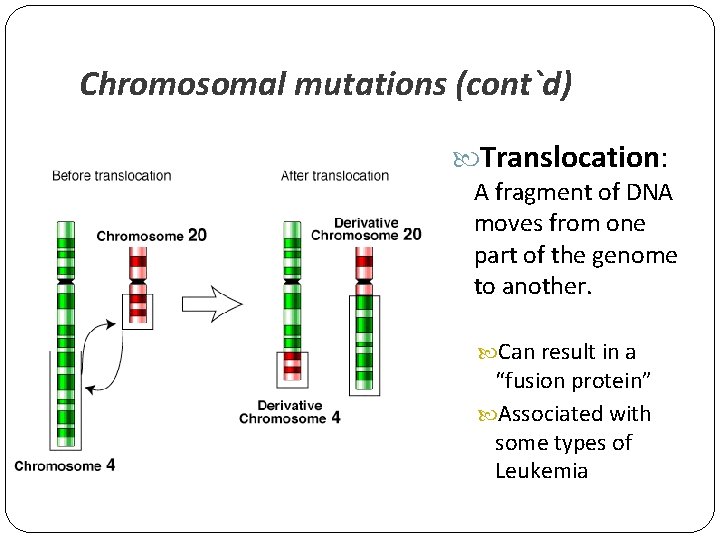 Chromosomal mutations (cont`d) Translocation: A fragment of DNA moves from one part of the