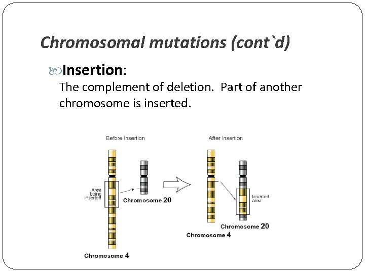 Chromosomal mutations (cont`d) Insertion: The complement of deletion. Part of another chromosome is inserted.