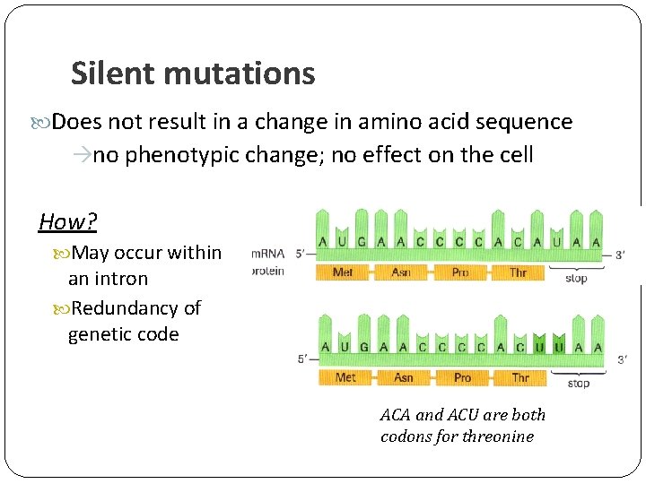 Silent mutations Does not result in a change in amino acid sequence no phenotypic